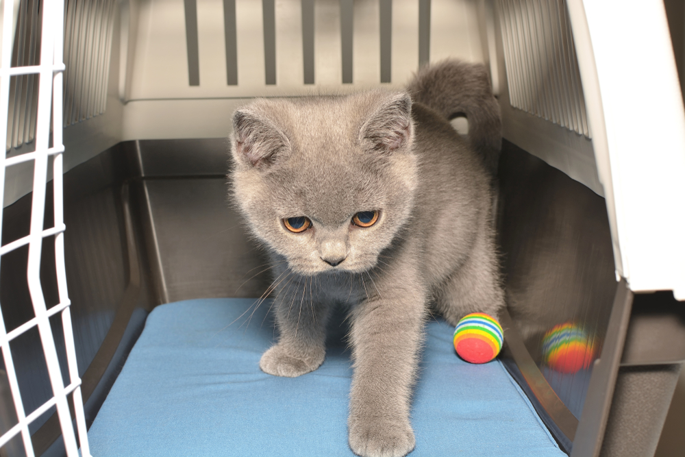 A gray kitten with big eyes explores inside a pet carrier, possibly ready for a visit to the vet. Its front paw is extended in motion, curiosity leading the way. Beside it on the blue pad sits a colorful striped ball, adding a touch of playfulness to the journey.