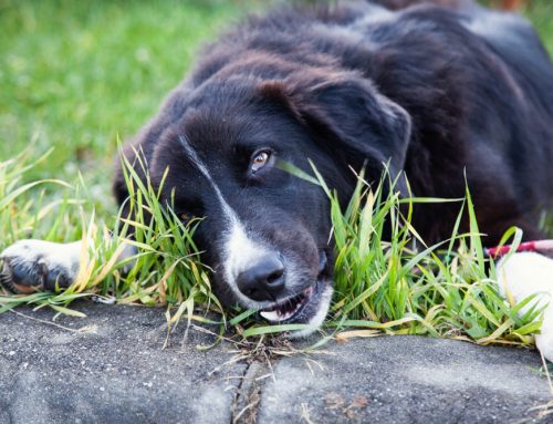 Why Does My Pet Eat Grass? A Look At Your Pet’s Unusual Appetite