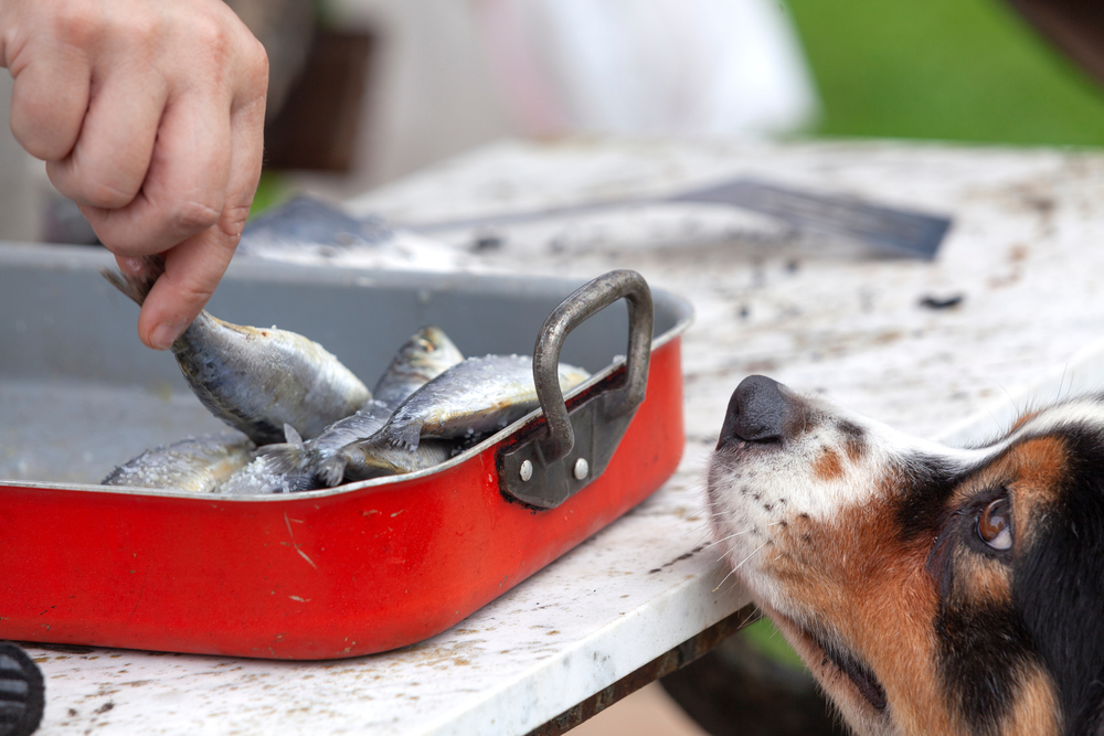 A dog's head peeks up from the side of a table, gazing intently at a veterinarian's hand holding a fish over a red pan filled with fish. The scene is set outdoors with a blurred green background, as if awaiting expert advice on this intriguing catch.