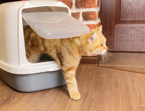Finicky Felines: Tips to Help Ensure Litter Box Use and Acceptance