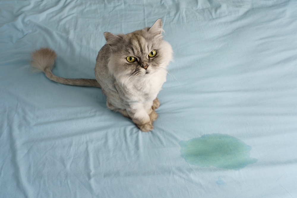 A fluffy gray cat sits on a blue bed sheet next to a visible wet spot, possibly hinting at an unexpected visit to the vet. The cat, with its long tail, gazes directly at the camera with wide, yellow eyes.