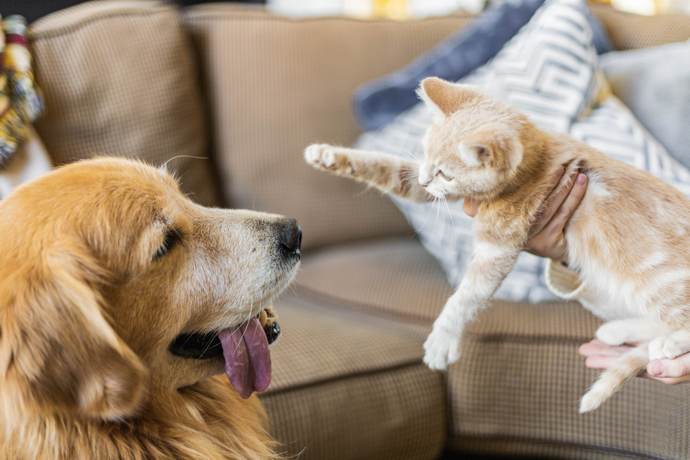 A golden retriever with its tongue out sits on a sofa, eyeing a small ginger kitten held by a person. The kitten playfully extends its paws towards the dog in this cozy, vet-approved living room setting.